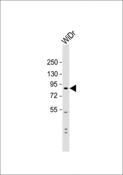 SUSD2 Antibody (C-term)