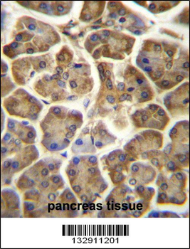 CCDC90B Antibody (Center)