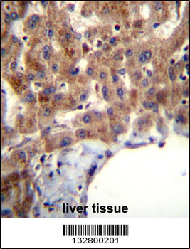 MBNL2 Antibody (C-term)