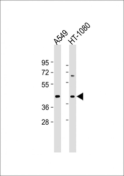 DUX4 Antibody (C-term)