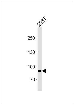 SIM1 Antibody (N-term)