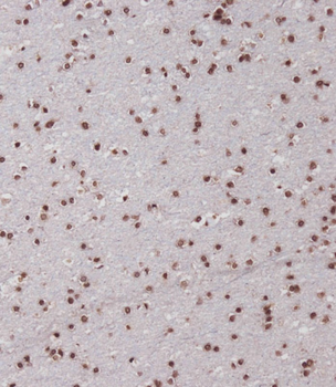 SIM1 Antibody (N-term)