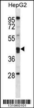 PON2 Antibody (N-term)