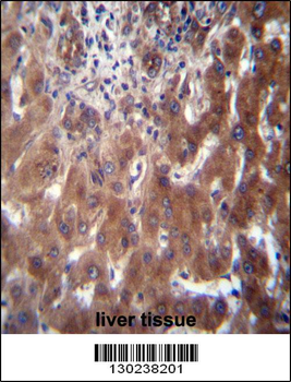SCLT1 Antibody (C-term)