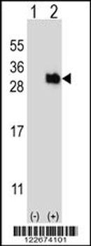UBTD1 Antibody