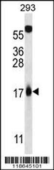 MLM Antibody (C-term)