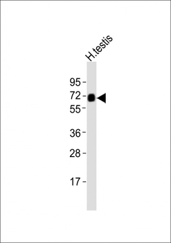 ZFP91 Antibody (Center)