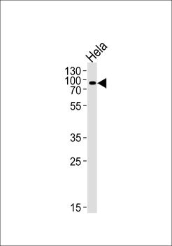 POGK Antibody (N-term)