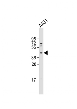 MUL1 Antibody (C-term)