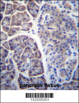 COPS7A Antibody (C-term)