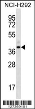 OR5I1 Antibody (C-term)