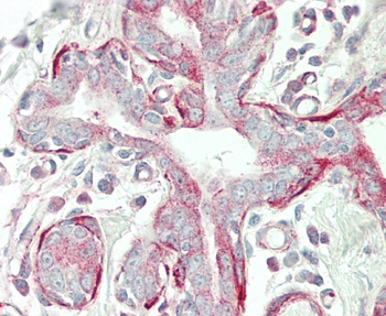 TPM4 Antibody (N-term)