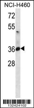 ATP1B3 Antibody (C-term)