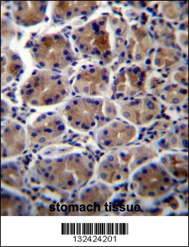 ATP1B3 Antibody (C-term)