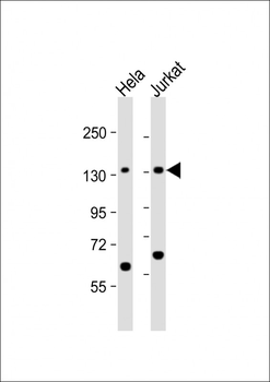 SF3B3 Antibody (C-term)