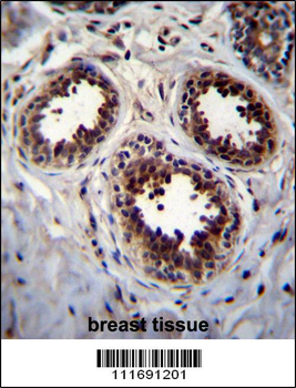 EIF4EBP1 Antibody (Center)
