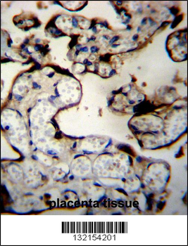 DNAJB11 Antibody (N-term)