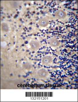 DRG1 Antibody (C-term)
