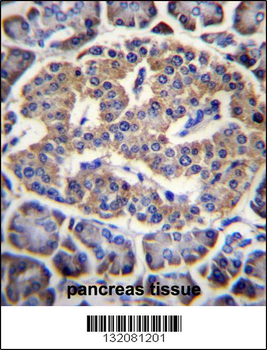 EIF4H Antibody (Center)