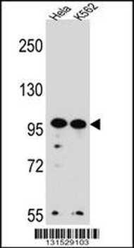 WDR3 Antibody (N-term)