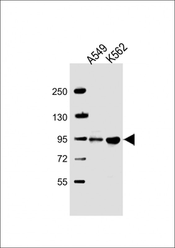 SH3D20 Antibody (Center)