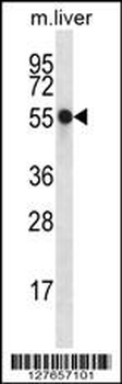 NXN Antibody (Center)
