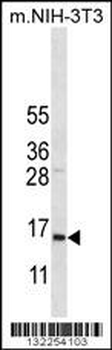 COX7A2L Antibody (Center)
