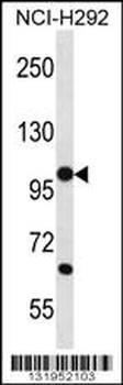 PCDHB12 Antibody (C-term)