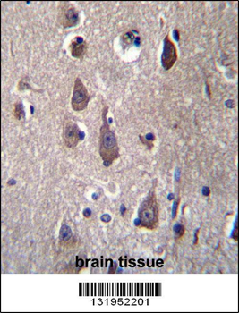 PCDHB12 Antibody (C-term)