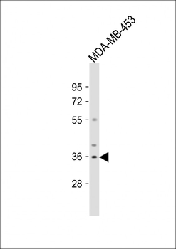 OR51Q1 Antibody (N-term)