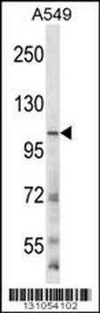 GRIN3B Antibody (C-term)
