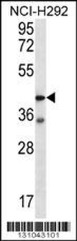 F2RL2 Antibody (N-term)
