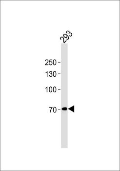 POU6F2 Antibody (N-term)