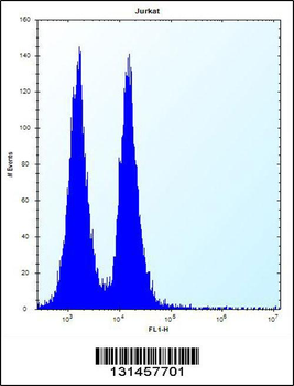 MAFB Antibody (C-term)