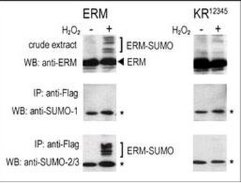 SUMO1 Antibody (C-term)