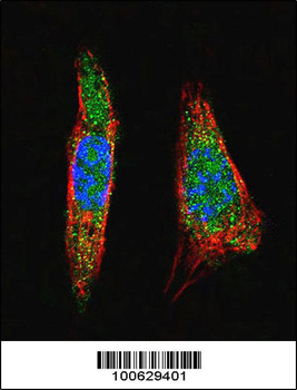 SUMO1 Antibody (N-term)