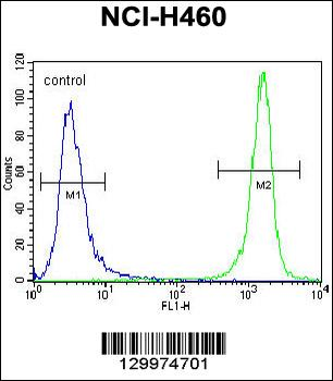 PRAMEF8 Antibody (C-term)