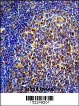 CHRNA10 Antibody (Center)