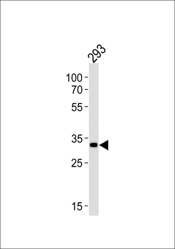 STUB1 Antibody (C-term)