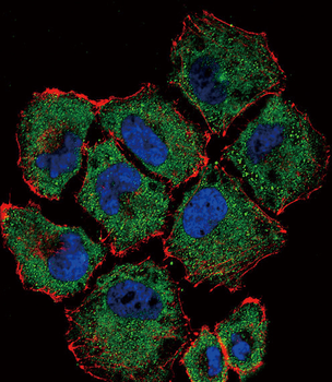 SLC36A1 Antibody (N-term)