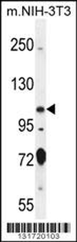 SPECC1 Antibody (Center)