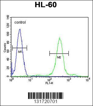 SPECC1 Antibody (Center)