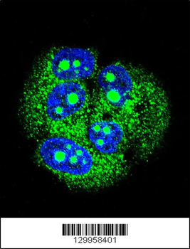 MBD3L3 Antibody (C-term)