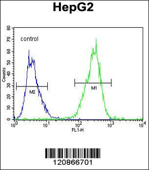 TXNL2 Antibody (N-term)