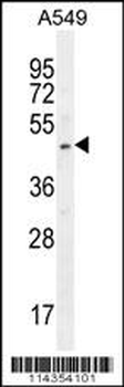 SOX3 Antibody (Center P204)