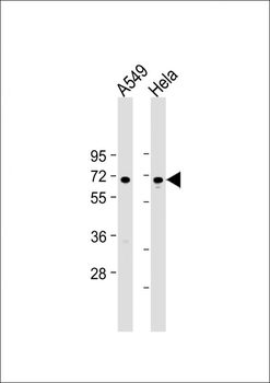 FOXN1 Antibody (Center)