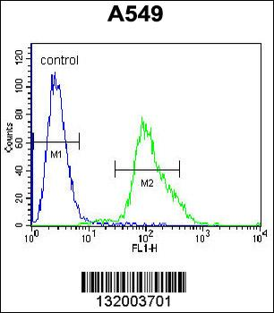 FOXN1 Antibody (Center)