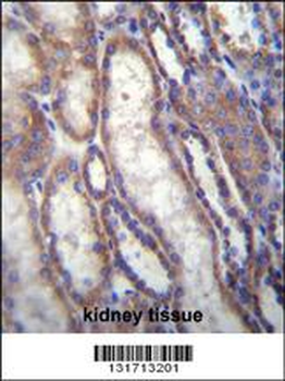 FOXA2 Antibody (C-term)