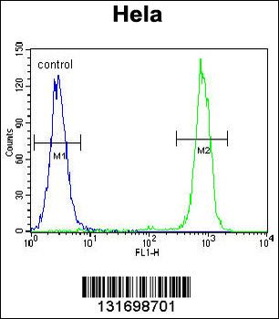 CPB1 Antibody (N-term)