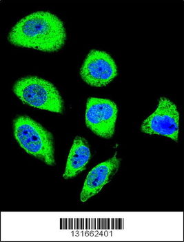 PCDHGA8 Antibody (C-term)